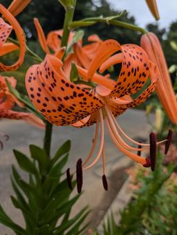 オニユリの花 オニユリの花 オニユリ,ユリ,百合の写真素材
