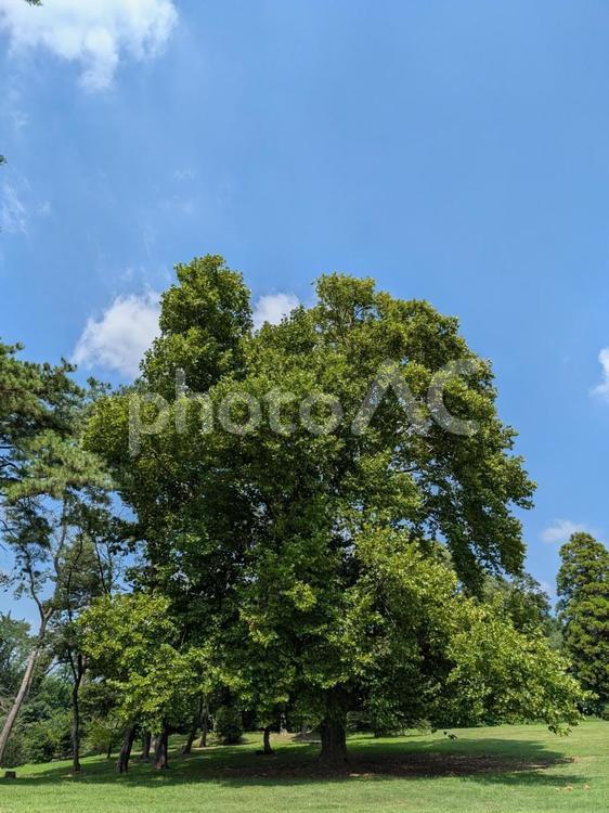 青空の下、狭山稲荷山公園② 狭山稲荷山公園,空,白い雲の写真素材