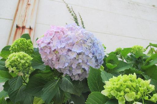 紫陽花 紫陽花の写真