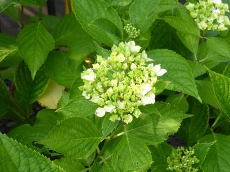 まだ咲きかけの花壇のアジサイ まだ咲きかけの花壇のアジサイの写真