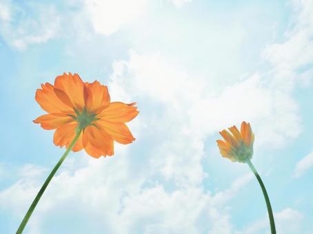 コスモスとパステルな空 コスモスとパステルな空 コスモス,花,空の写真素材