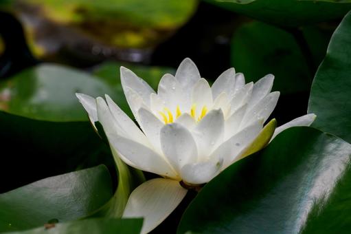 Water Lily (85), JPG