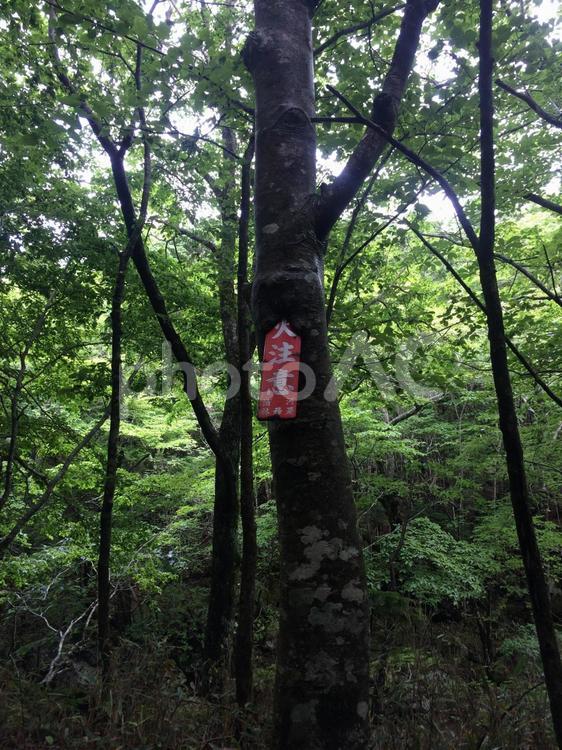 ブナの木に取り込まれた看板 ブナ,夏,密林の写真素材