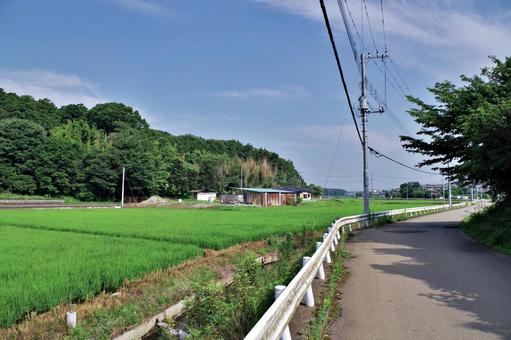 水田のある夏の風景 田園風景,田園,水田の写真素材