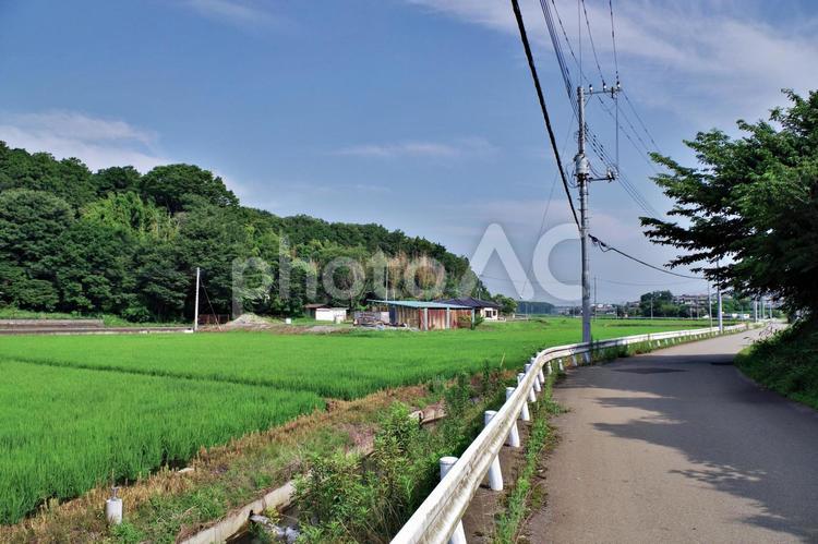 水田のある夏の風景 田園風景,田園,水田の写真素材