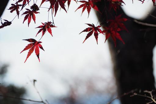 紅葉 紅葉の写真