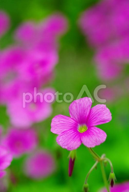 カタバミ　酢漿草　小さな花 カタバミ,酢漿草,小さな花の写真素材
