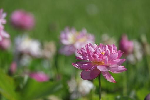 夏の日の花蓮➀ 夏の日の花蓮➀の写真