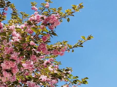天をあおぐ桜 天をあおぐ桜 桜,空,青空の写真素材