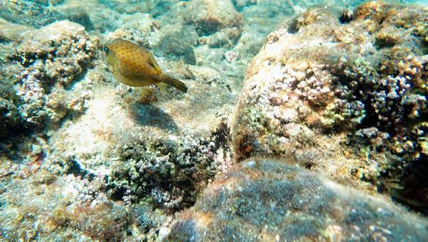 浅瀬のハコフグ 浅瀬のハコフグの写真