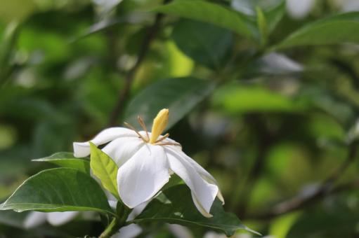 Photo, white, petal, gardenia, 