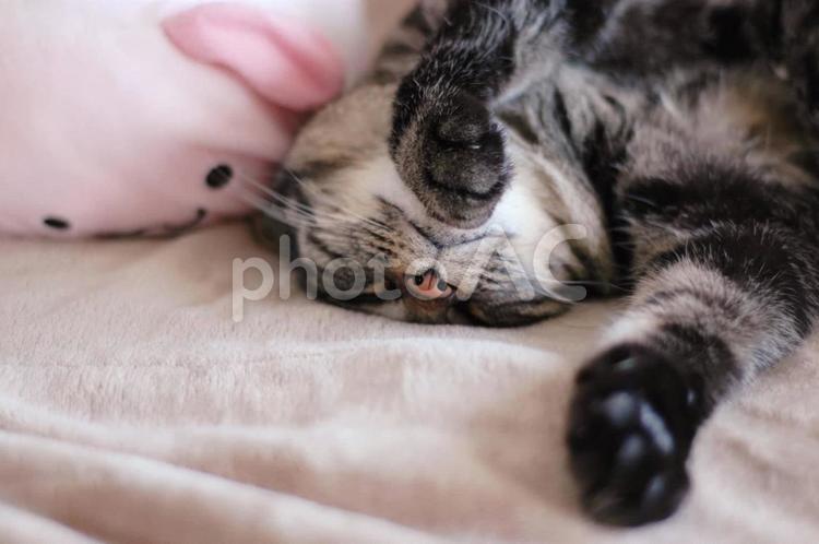 ぬいぐるみと寝ている猫 ねこ,ネコ,猫の写真素材