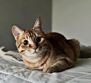 お座りしてこちらを見る猫 お座りしてこちらを見る猫 ネコ,ねこ,茶トラの写真素材