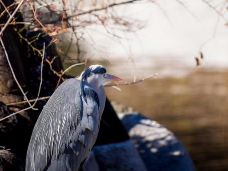 水辺のアオサギ 水辺のアオサギ サギ,アオサギ,野鳥の写真素材