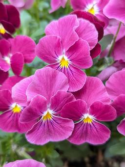 ビオラの花 2 ビオラの花 2の写真