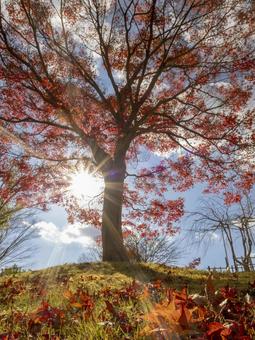 秋陽照らす紅葉 秋陽照らす紅葉の写真