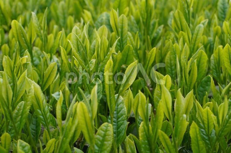 茶摘み直前の新芽のテクスチャ 新芽,茶葉,茶摘みの写真素材