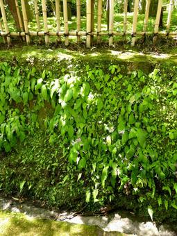境内の石垣に自生しているイワタバコ 境内の石垣に自生しているイワタバコ イワタバコ,植物,葉の写真素材