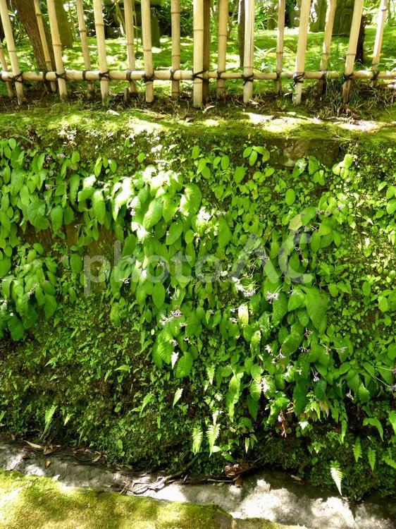 境内の石垣に自生しているイワタバコ イワタバコ,植物,葉の写真素材