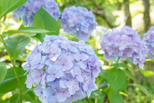 Hydrangea, JPG
