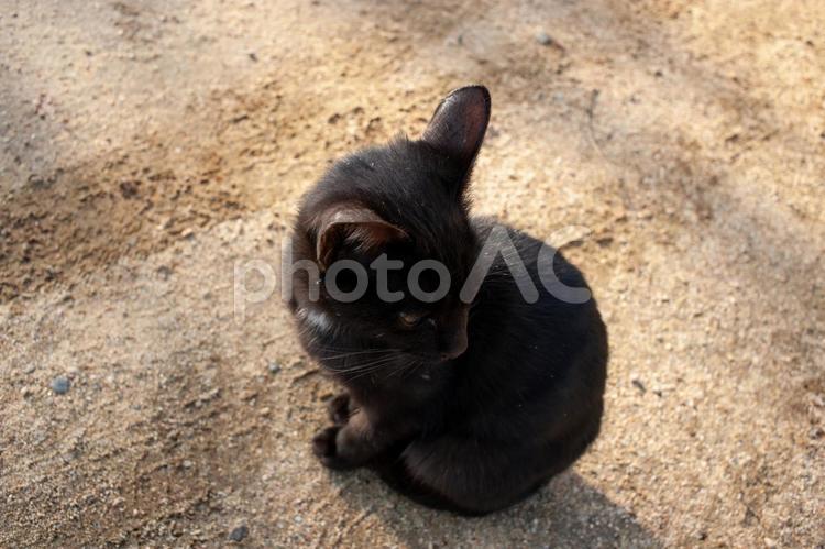 恥ずかしがり屋さん 猫,黒猫,ねこの写真素材