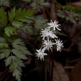 Photo, seribauren, mountain grass, early spring, 