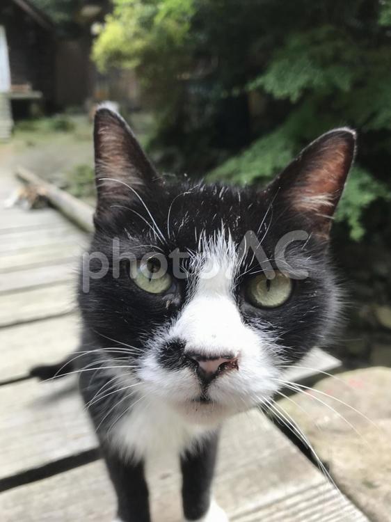 白黒猫が興味しんしん 猫,目,子猫の写真素材