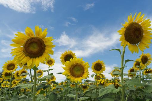 夏の花 夏の花 ひまわり畑,青空,向日葵の写真素材