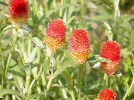 【花の写真】センニチコウ(千日紅) 【花の写真】センニチコウ(千日紅)の写真