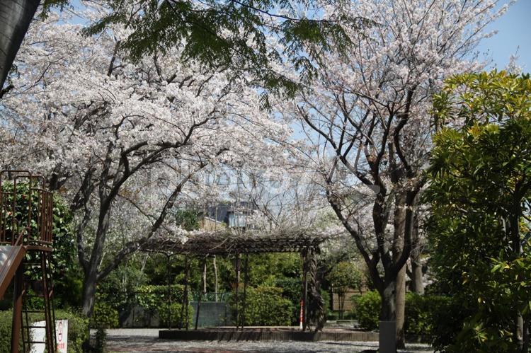 公園のさくら 木のトンネル,春,自然の写真素材