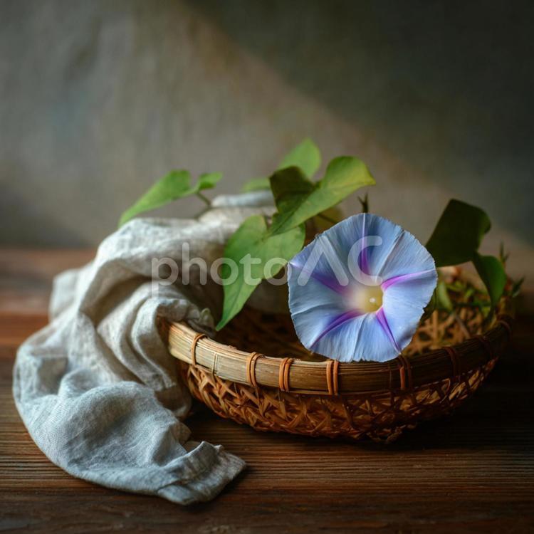 竹籠に咲く、日差しを浴びた美しい朝顔 朝顔,花,植物の写真素材