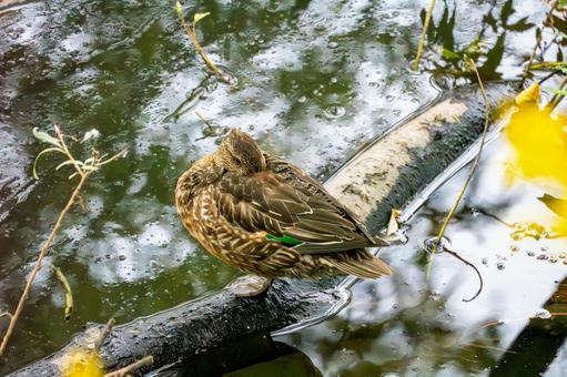 コガモ⑷ コガモ⑷の写真
