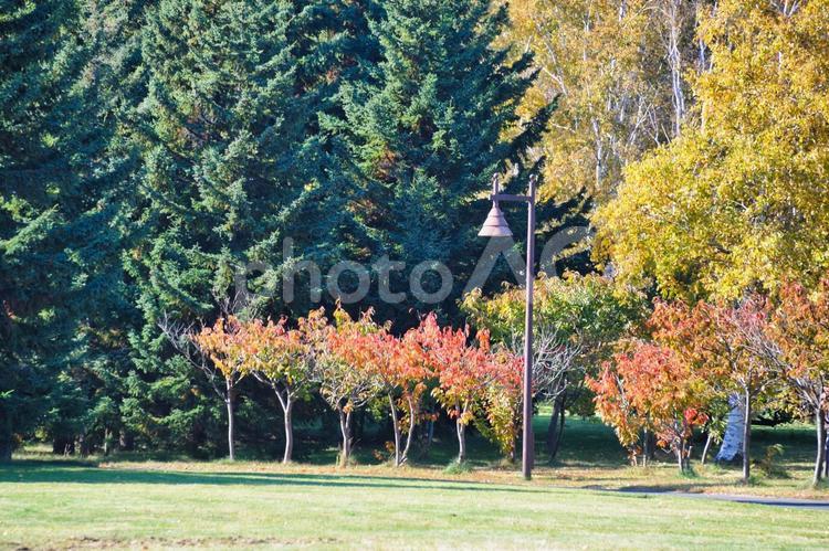 前田森林公園の紅葉 秋,autumn,紅葉の写真素材