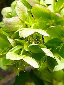 うつぎの花 うつぎの花の写真