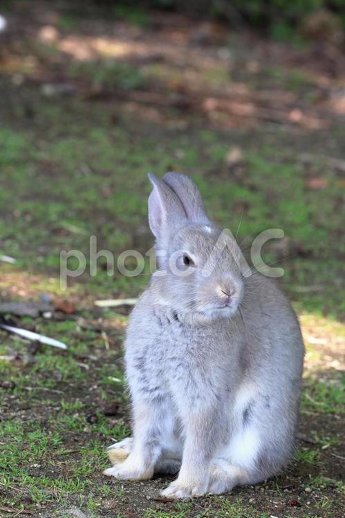 暑さをしのぐウサギ うさぎ,小動物,陽射しの写真素材