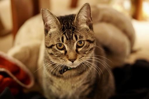 カメラ目線の猫 カメラ目線の猫 ねこ,ネコ,かわいいの写真素材