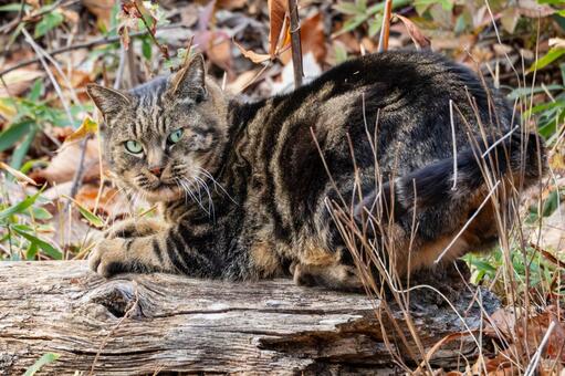 猫(319) 猫,食肉目,ネコ科の写真素材