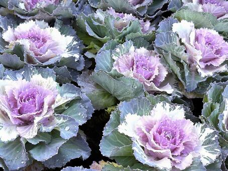 葉牡丹 葉牡丹,花,植物の写真素材