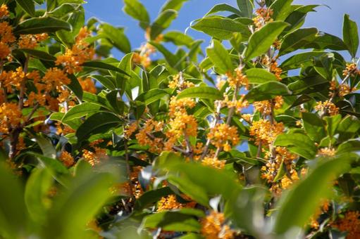 満開のキンモクセイ 満開のキンモクセイ 金木犀,青空,オレンジの写真素材