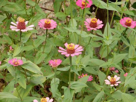 【花の写真】 ヒャクニチソウ（百日草）の写真