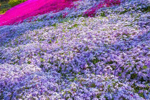 芝桜 芝桜の写真