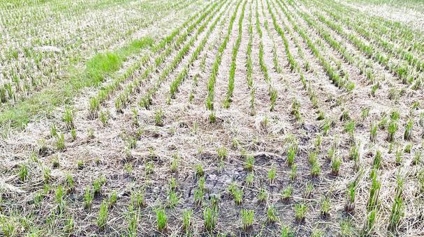 稲刈り後の田んぼ 秋,田んぼ,田の写真素材