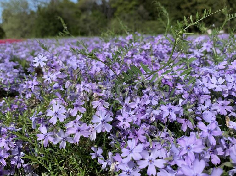 羊山公園の芝桜 芝桜,秩父市,羊山公園の写真素材