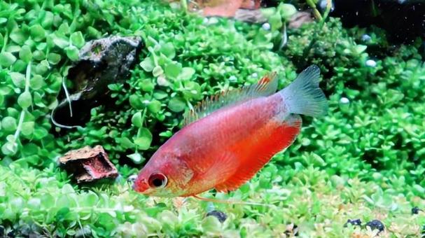 フレームグラミー レッドグラミー,生き物,アクアリウムの写真素材