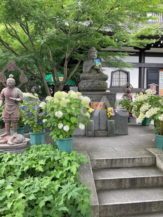 紫陽花と大仏様 あじさい,紫陽花,大仏の写真素材