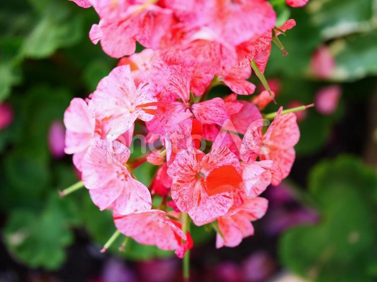 絵画のようなピンクの花アップ ピンク,鮮やか,花の写真素材