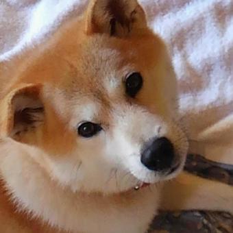 見つめる愛犬 見つめる愛犬の写真