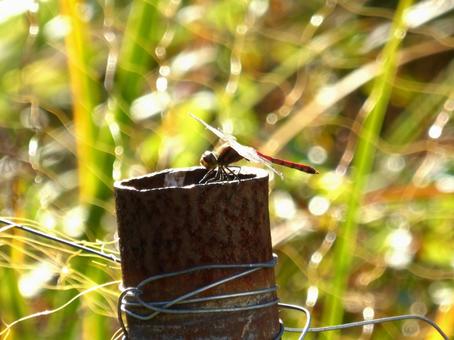 水田に立つ竹の杭に止まるアキアカネ アキアカネ,蜻蛉,赤とんぼの写真素材