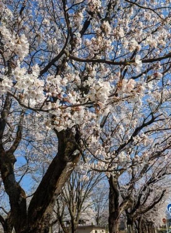 桜と交通標識 桜,満開の桜,交通標識の写真素材