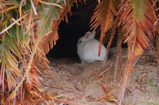 Photo, rabbit, okunoshima, animal, 